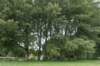 bomen_040_small.jpg