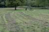 bomen_041_small.jpg