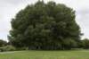 bomen_042_small.jpg