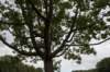 bomen_048_small.jpg