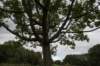 bomen_049_small.jpg