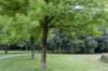 bomen_051_small.jpg