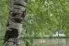 bomen_059_small.jpg