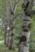bomen_060_small.jpg