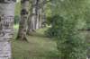 bomen_062_small.jpg