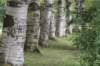 bomen_067_small.jpg