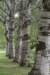 bomen_069_small.jpg