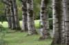 bomen_071_small.jpg