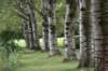 bomen_072_small.jpg