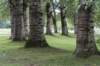 bomen_073_small.jpg