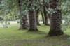 bomen_074_small.jpg