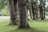 bomen_075_small.jpg