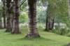 bomen_076_small.jpg