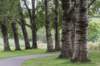 bomen_077_small.jpg