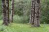 bomen_079_small.jpg