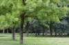 bomen_081_small.jpg