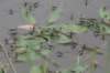 bomen_084_small.jpg