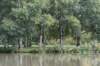 bomen_086_small.jpg