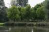 bomen_087_small.jpg