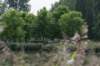 bomen_089_small.jpg