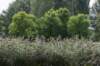 bomen_093_small.jpg