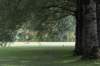 bomen_094_small.jpg