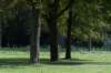 bomen_095_small.jpg