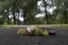 bomen_099_small.jpg