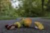 bomen_101_small.jpg