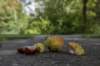 bomen_104_small.jpg