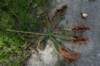 bomen_107_small.jpg
