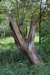 bomen_108_small.jpg