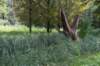 bomen_109_small.jpg