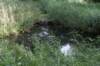 bomen_110_small.jpg