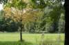 bomen_111_small.jpg