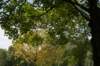 bomen_112_small.jpg