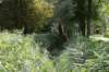 bomen_114_small.jpg