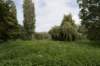 bomen_116_small.jpg