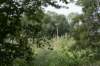 bomen_117_small.jpg