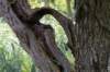 bomen_124_small.jpg