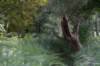 bomen_125_small.jpg