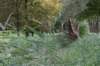 bomen_126_small.jpg