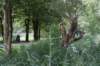 bomen_128_small.jpg