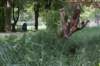 bomen_129_small.jpg