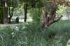 bomen_130_small.jpg