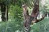 bomen_131_small.jpg