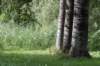 bomen_132_small.jpg