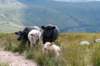breconbeacons_036_small.jpg