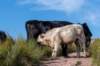 breconbeacons_066_small.jpg