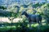 breconbeacons_090_small.jpg